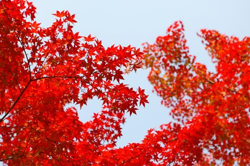 Красные кленовые листья на кронах