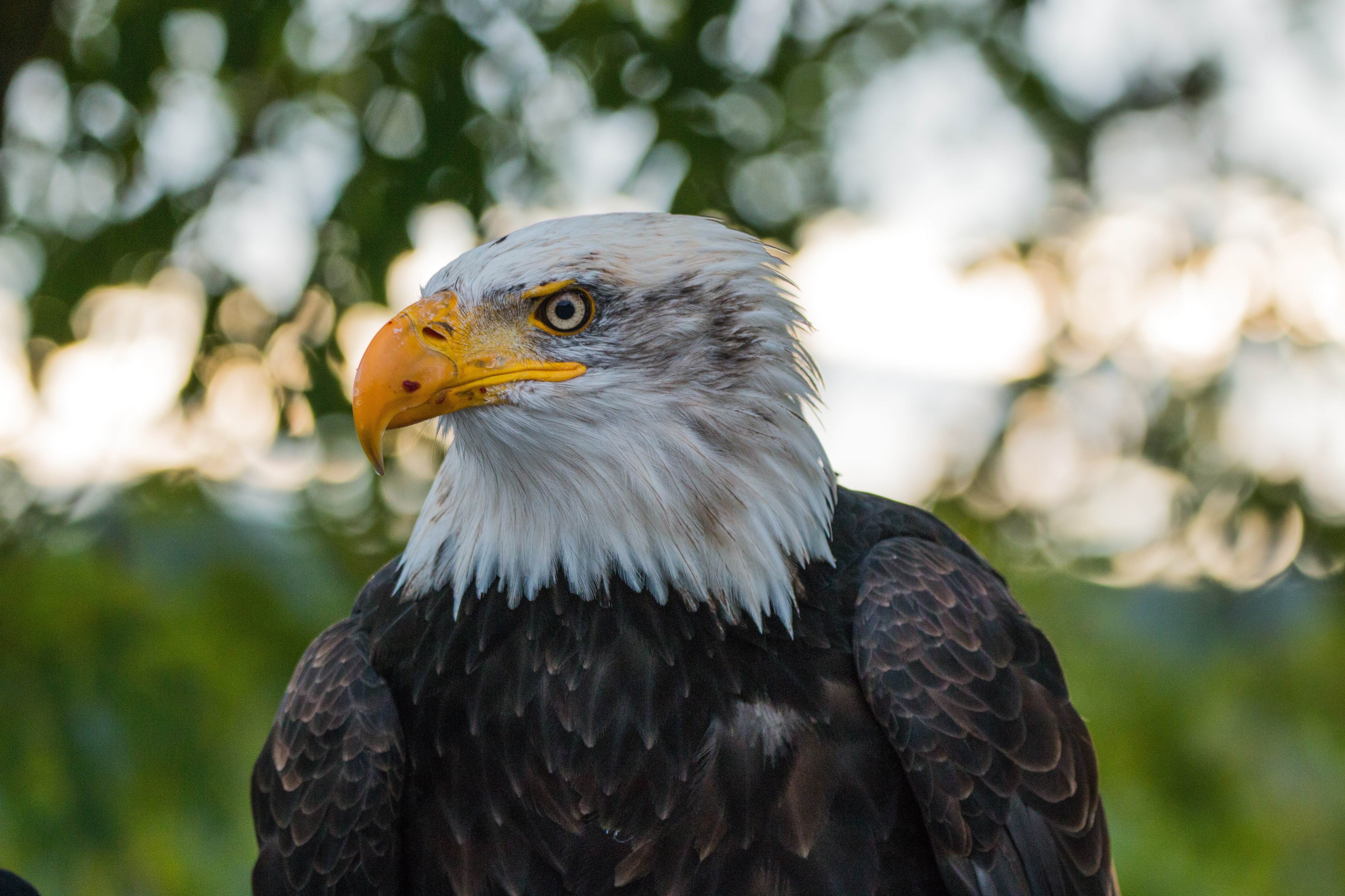 Free photo Close-up portrait of an eagle
