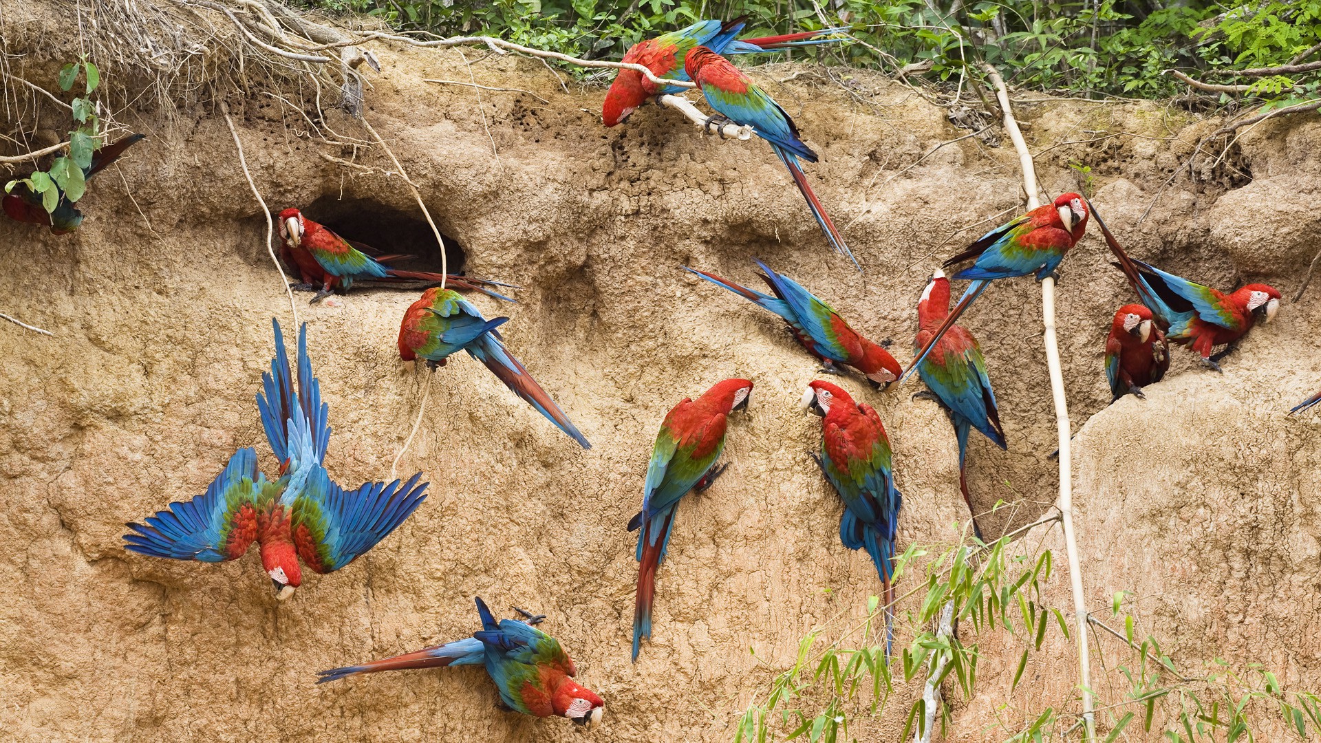 Free photo Life of parrots in the wild