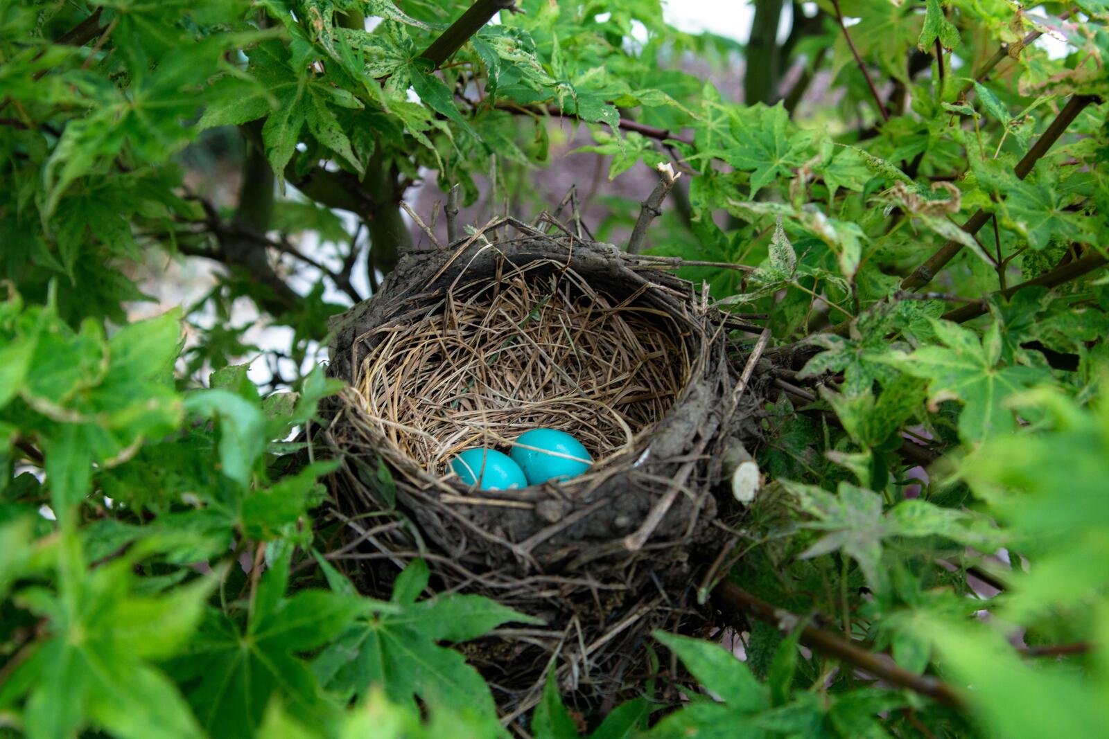 Free photo Turquoise two bird eggs in a nest