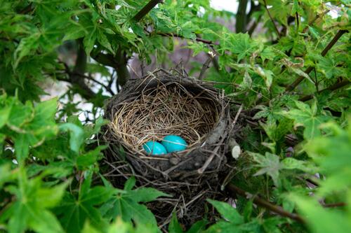 绿松石的鸟巢中的两个鸟蛋