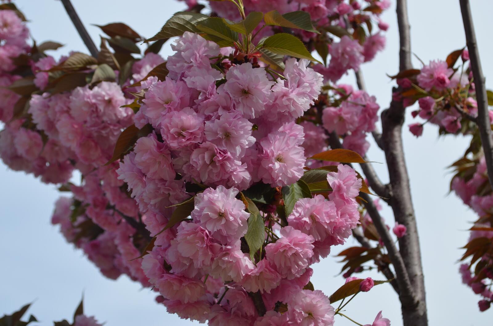 Бесплатное фото Пучок розовых цветочков