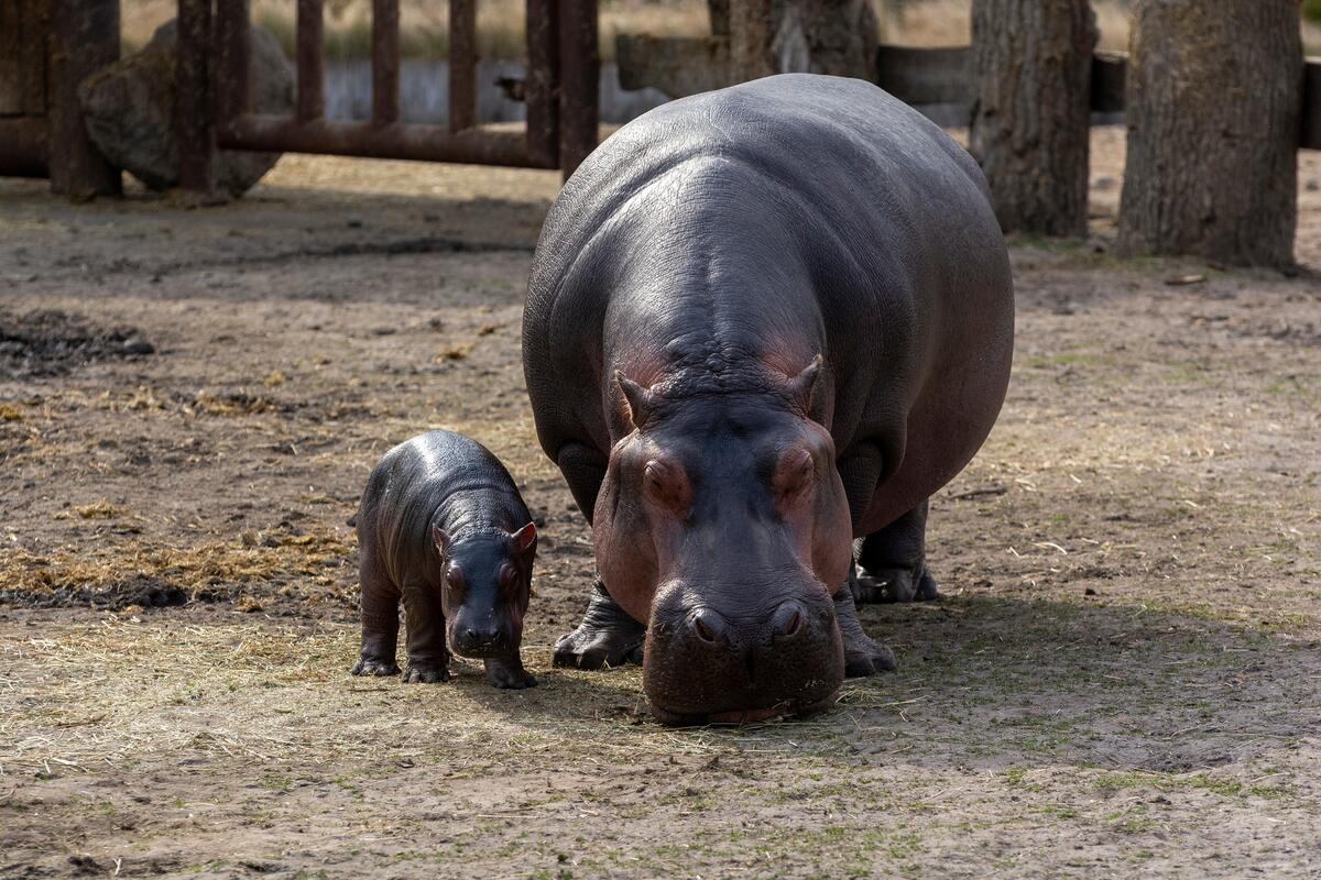 Hippo with her newborn baby