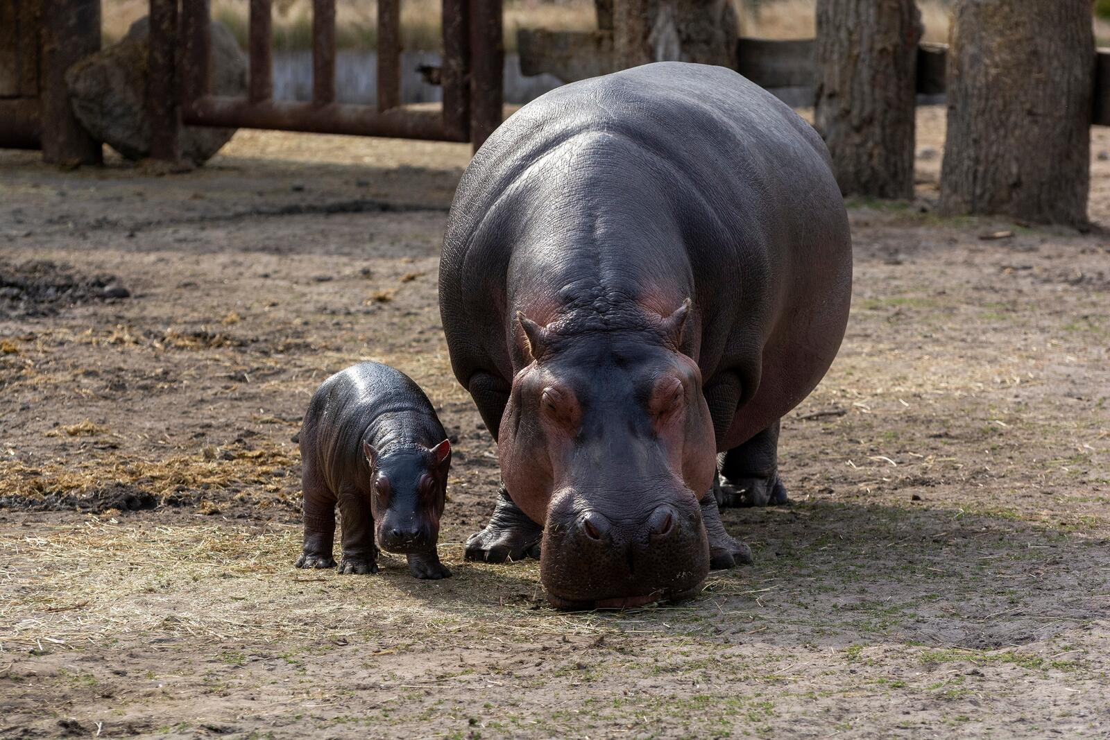 Free photo Hippo with her newborn baby
