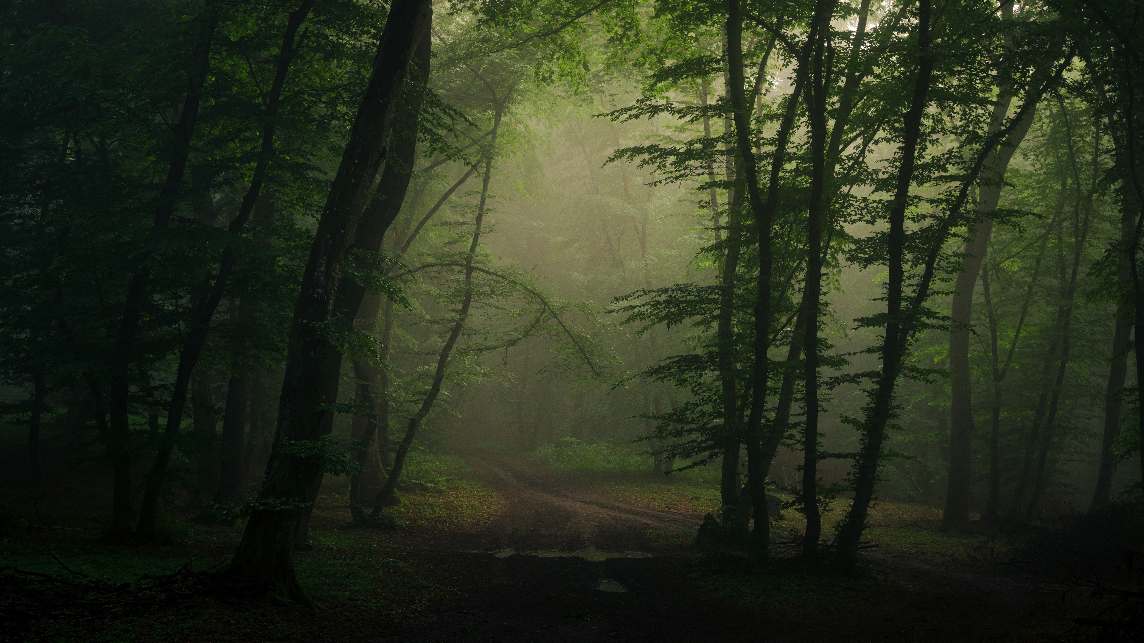 Грунтовая дорога через мрачный туманный лес