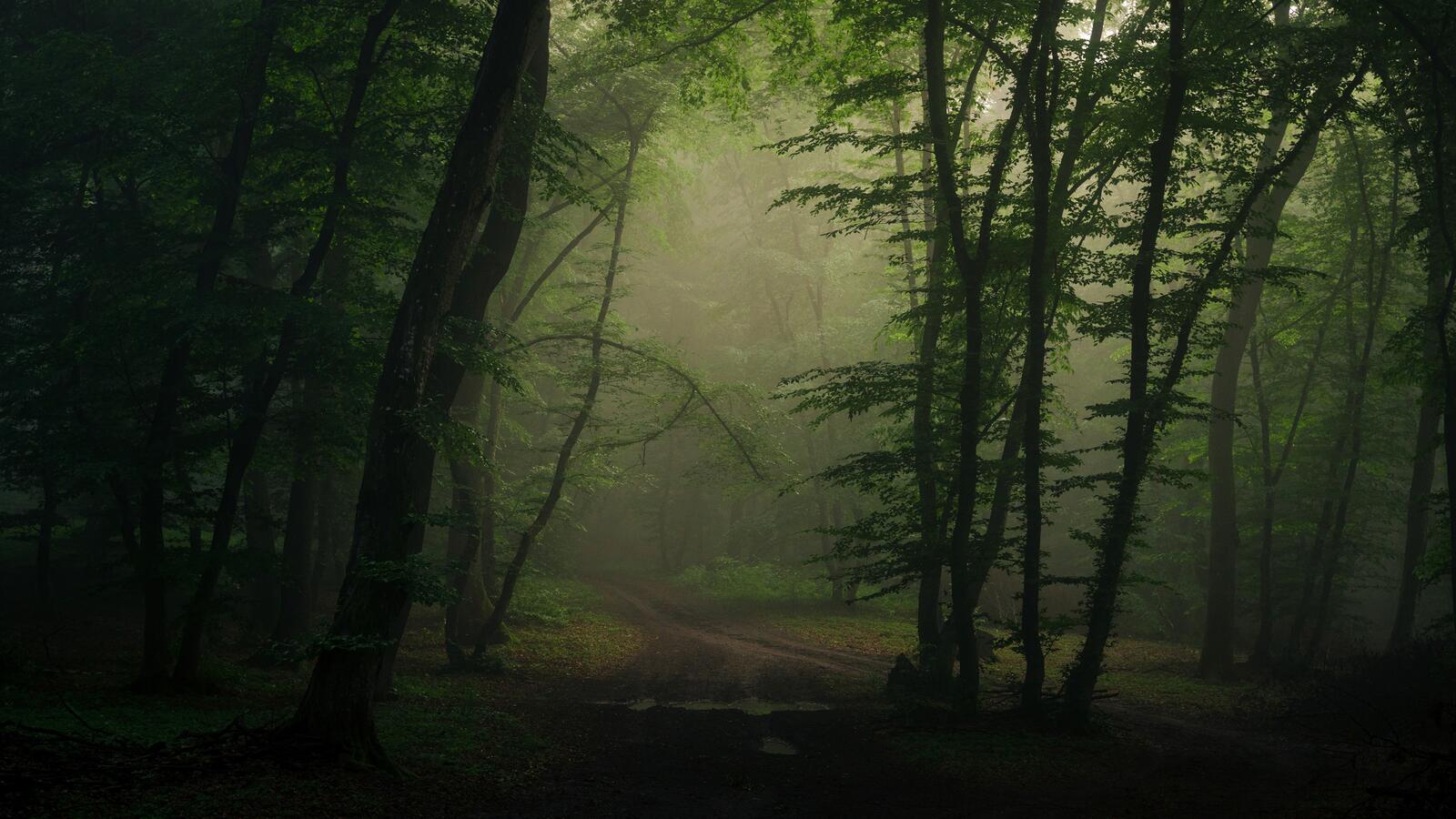 Free photo A dirt road through a gloomy, foggy forest