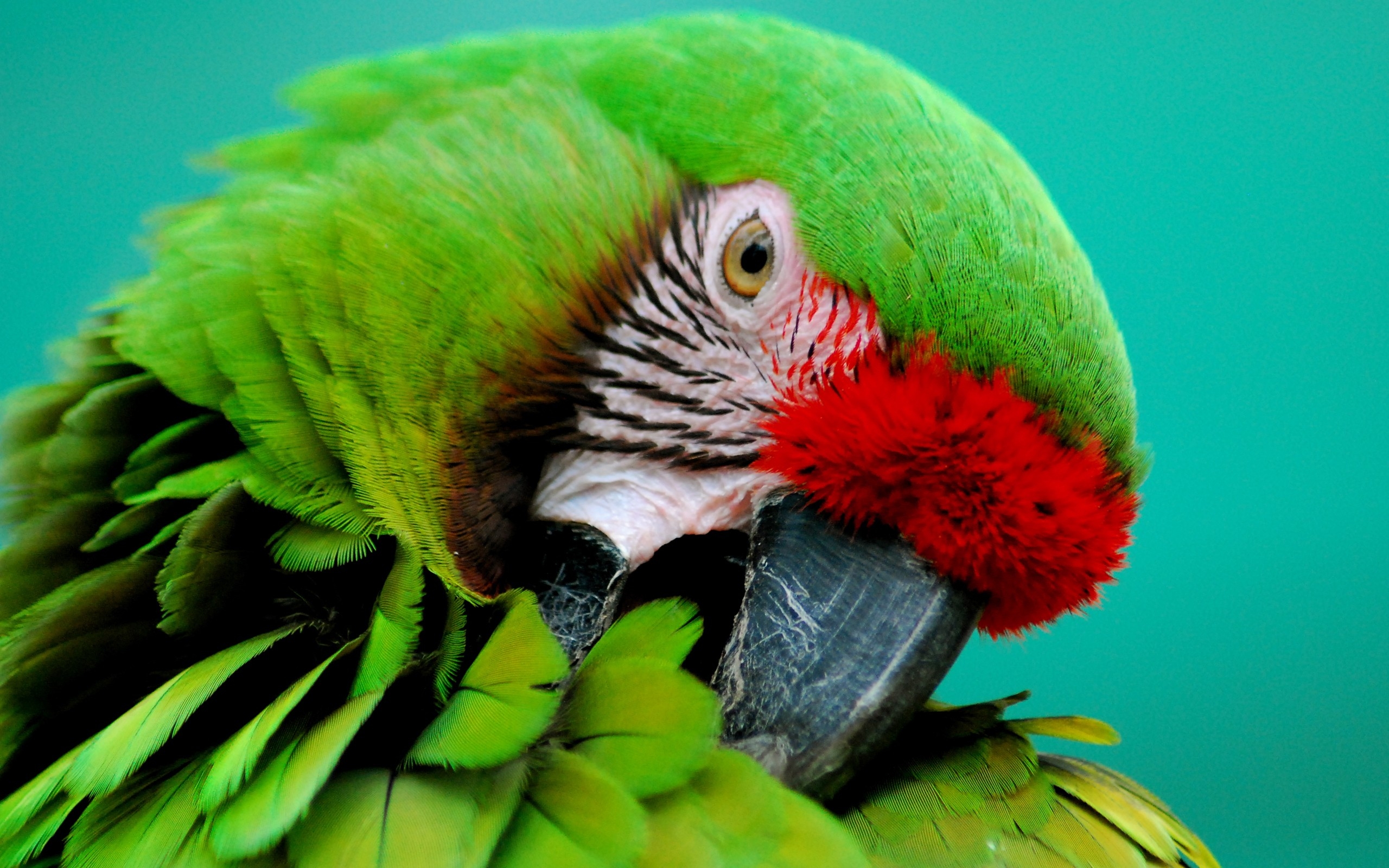 Портрет зеленого попугая