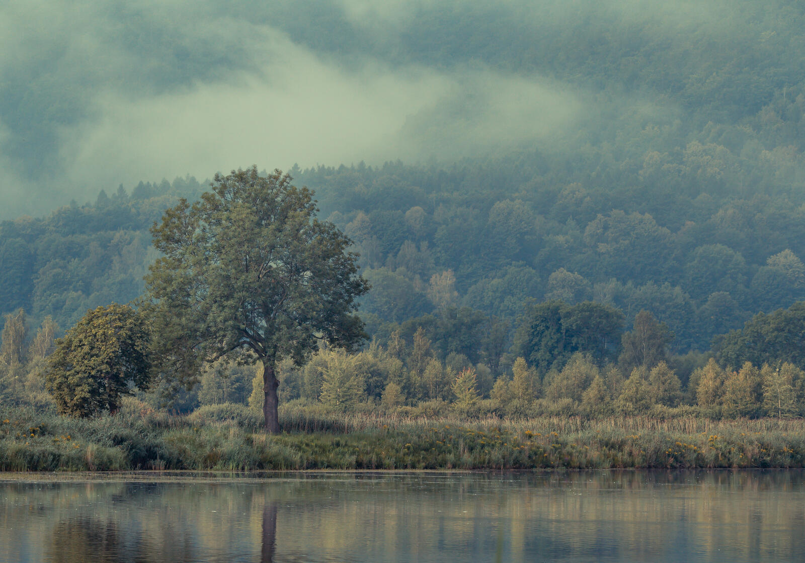 Бесплатное фото Лесной берег реки в тумане
