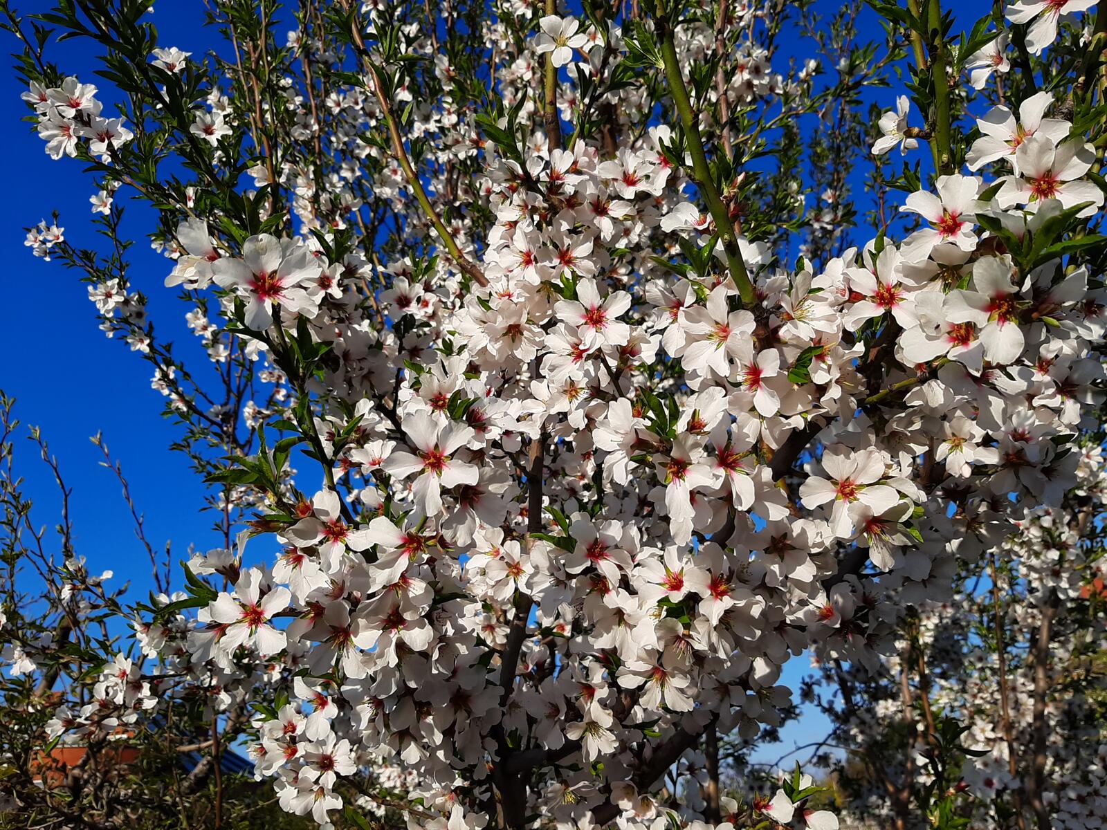 Free photo White flowers on a tree