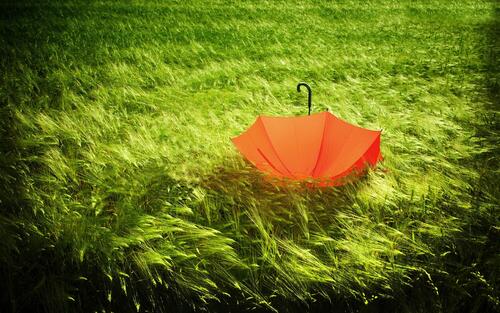 A red umbrella on the grass