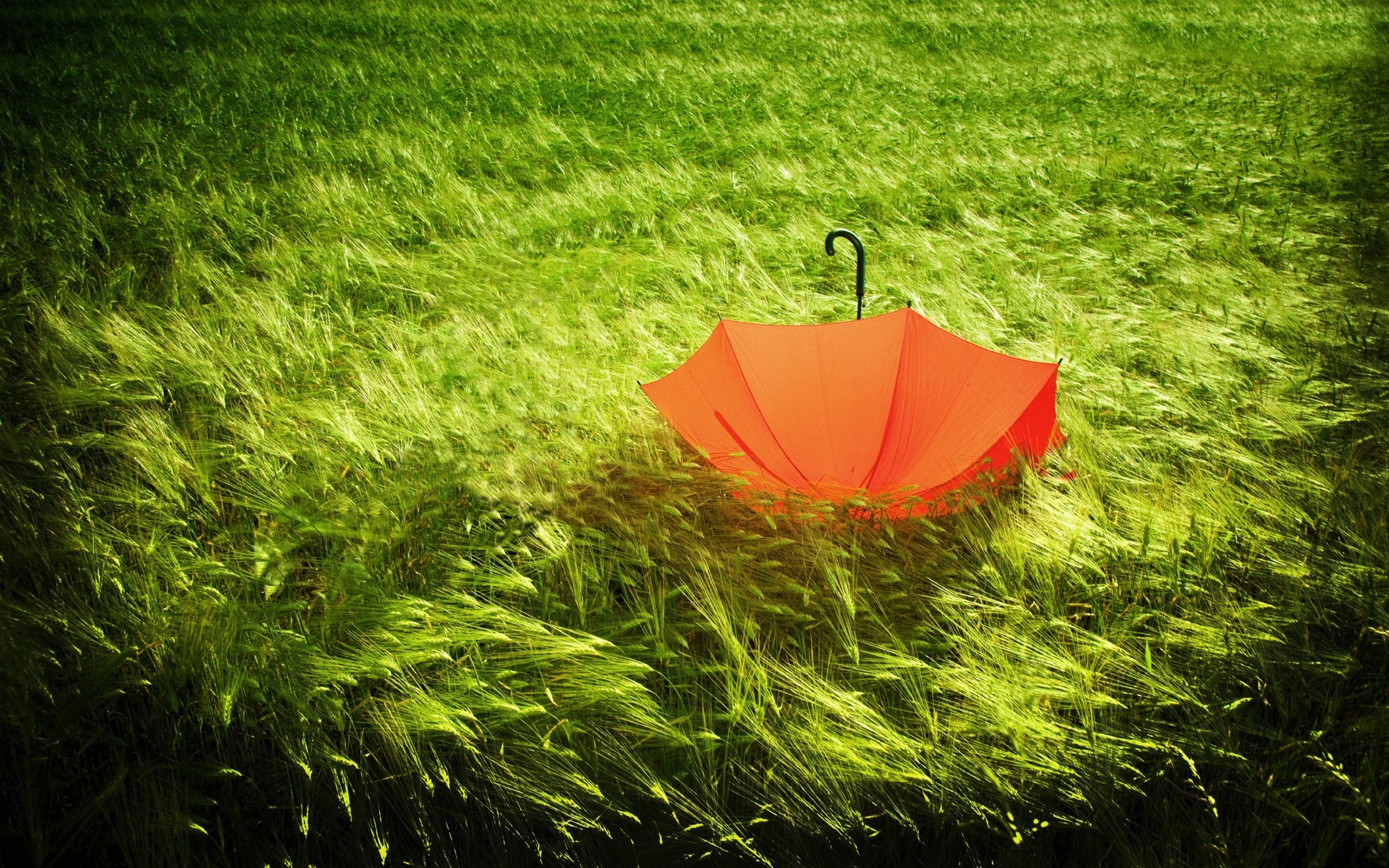 免费照片草地上的一把红伞