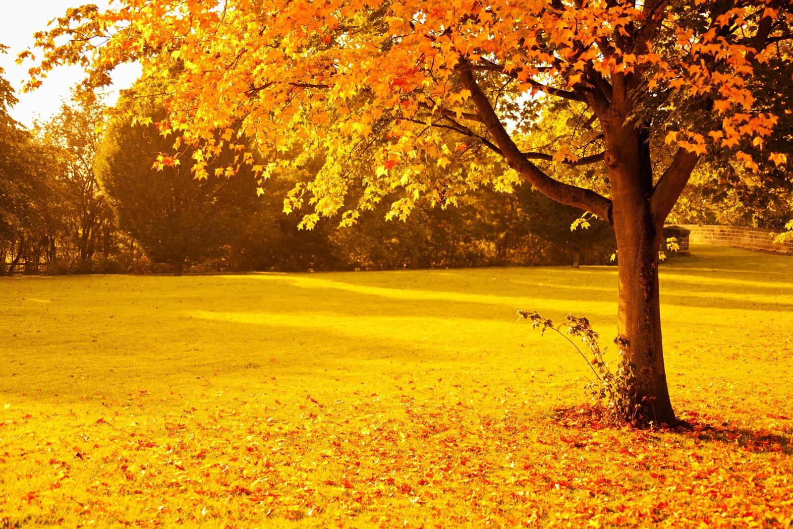 Бесплатное фото Поле застеленное опавшими желтыми листьями