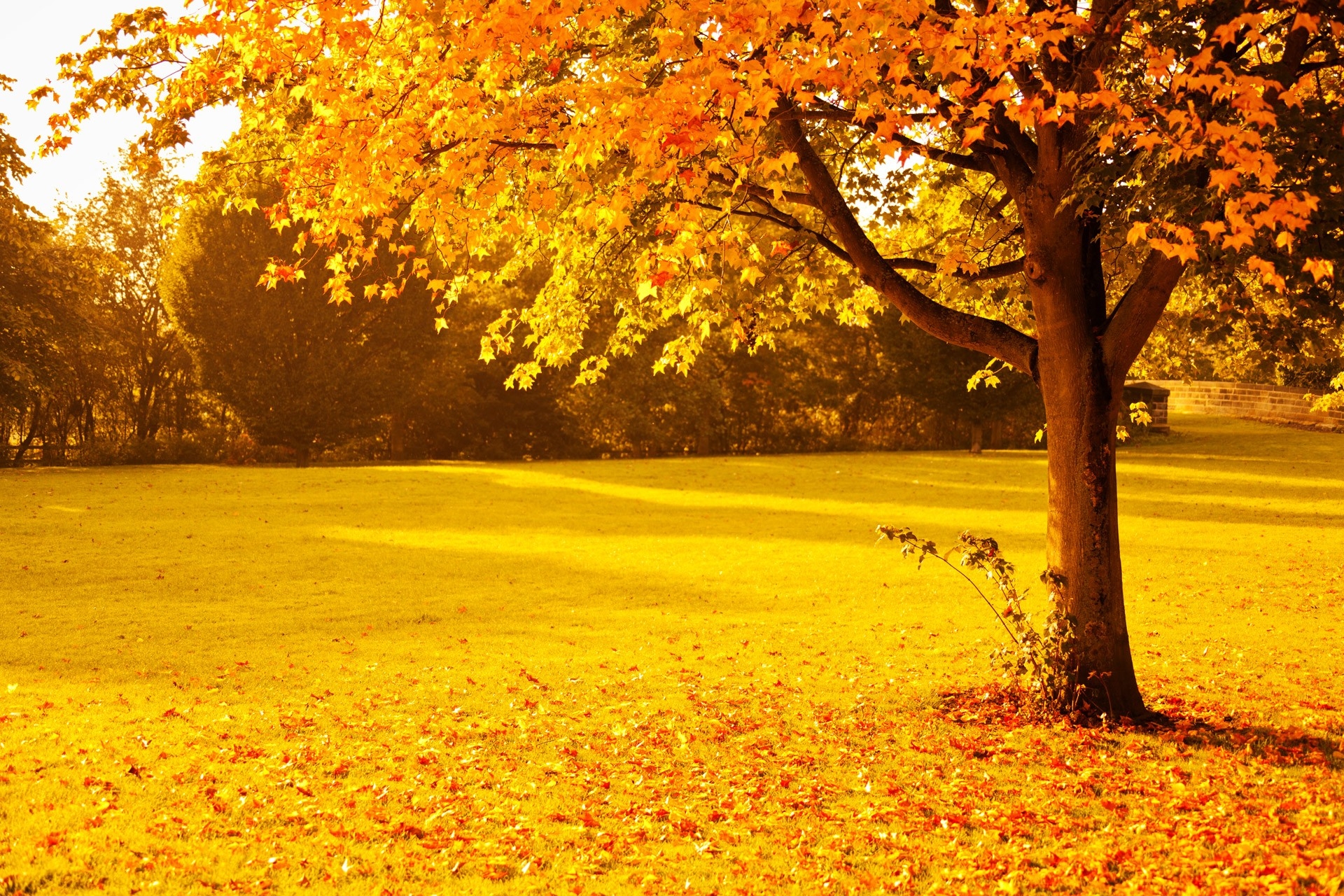 Free photo A field covered with fallen yellow leaves