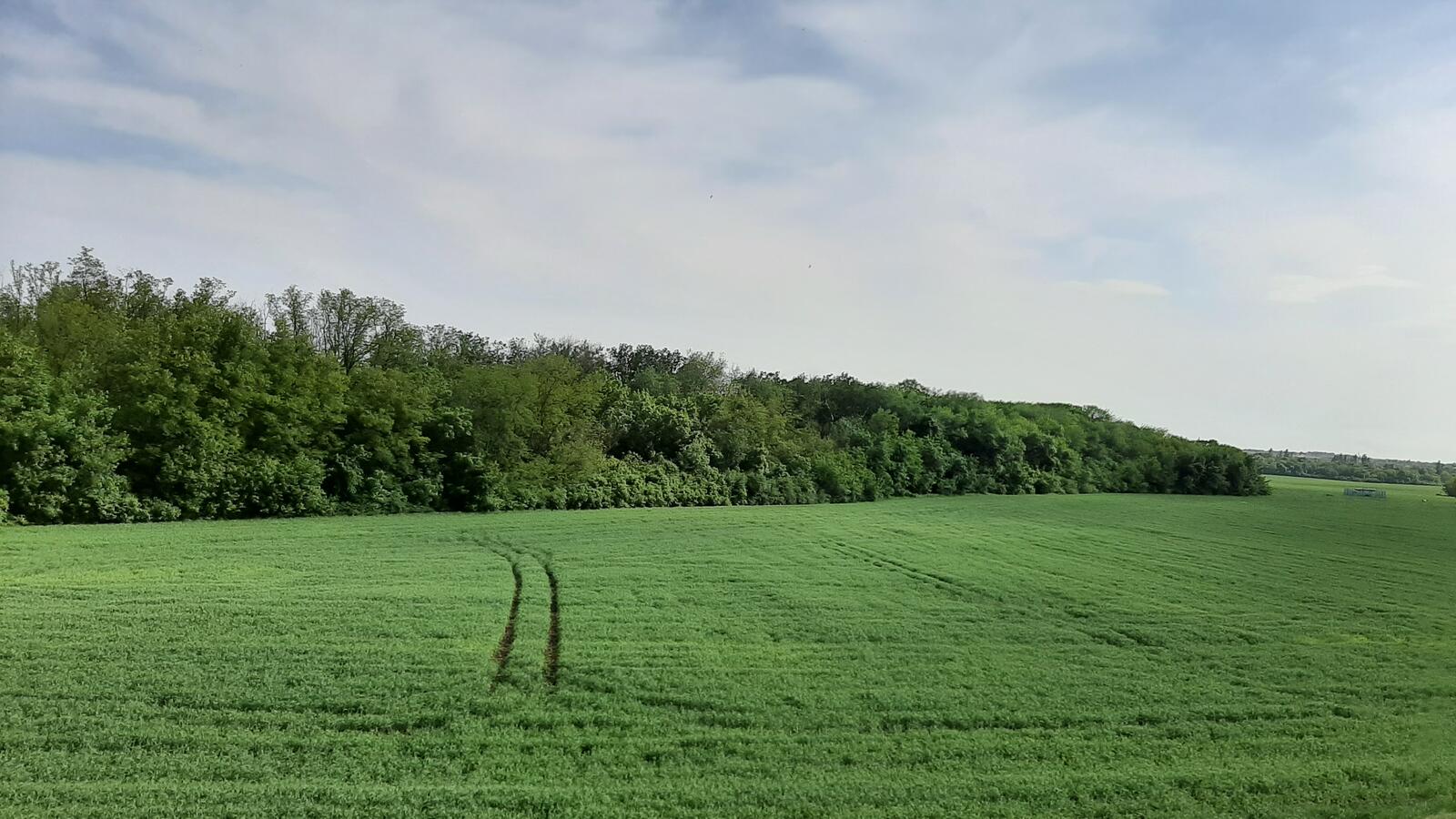 Бесплатное фото Летнее поле все в зеленой траве