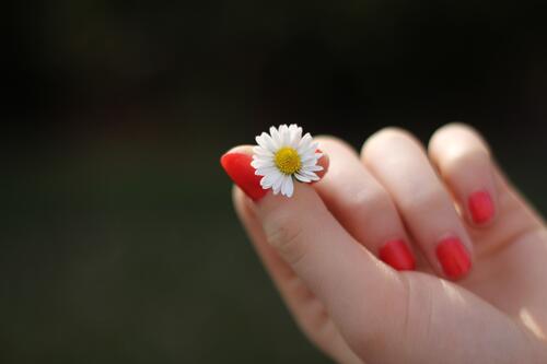 A woman`s hand with a small daisy