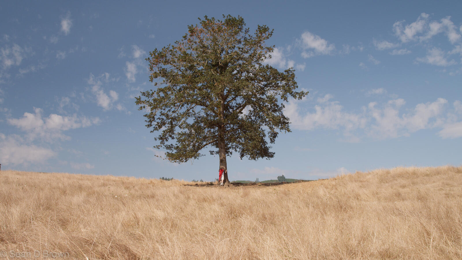 Бесплатное фото Одинокое дерево в поле с сухой травой