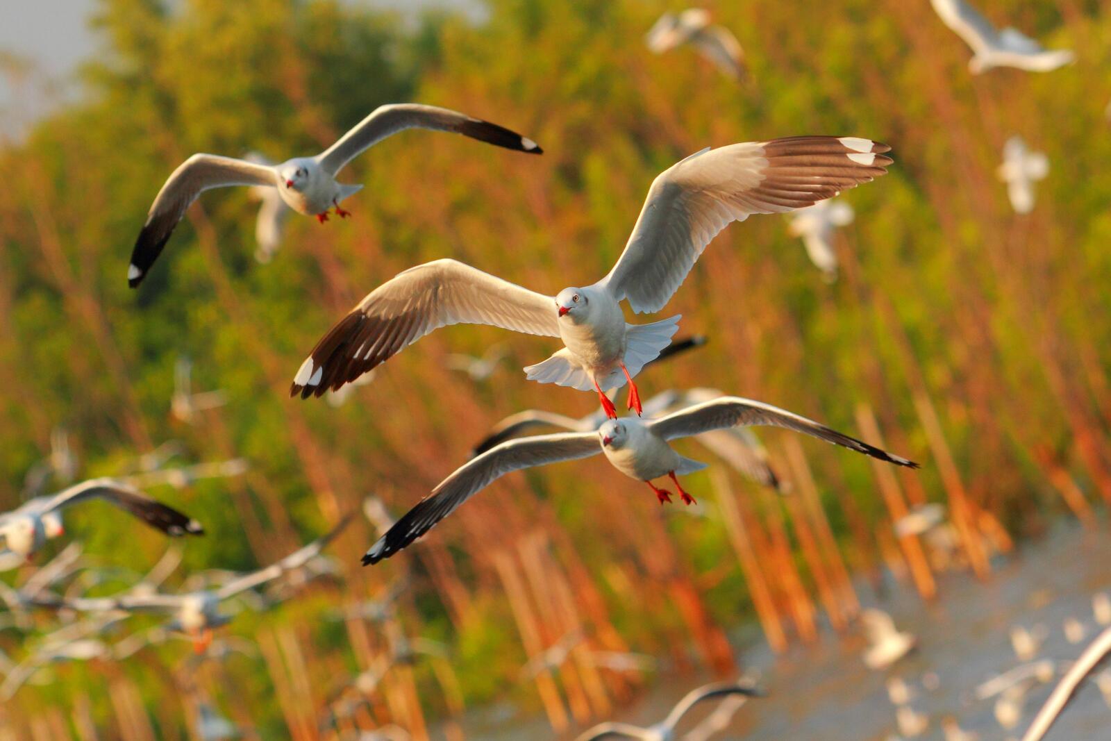 免费照片一群海鸥在空中飞翔