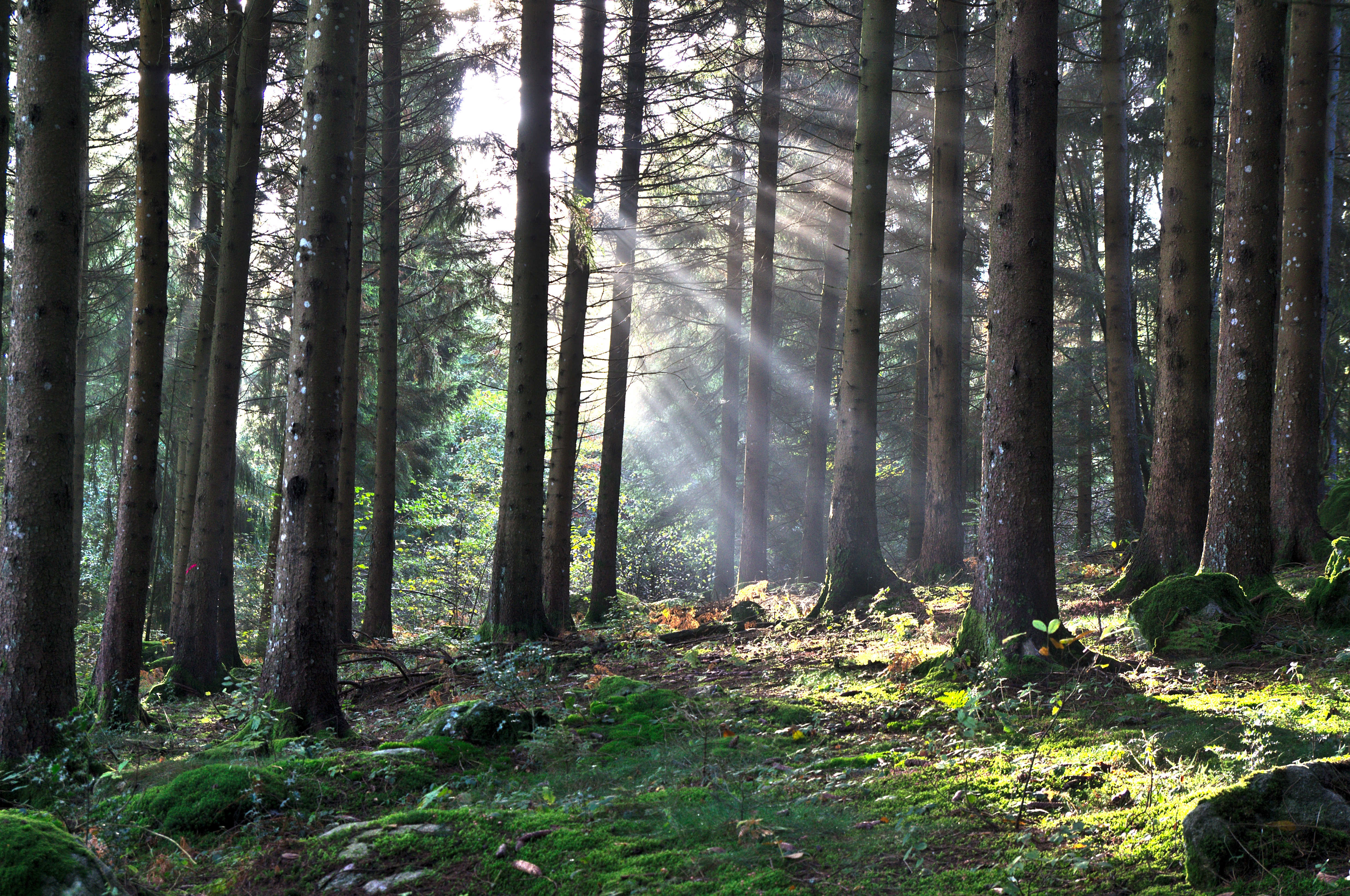 The sun`s rays break through the trees of the forest