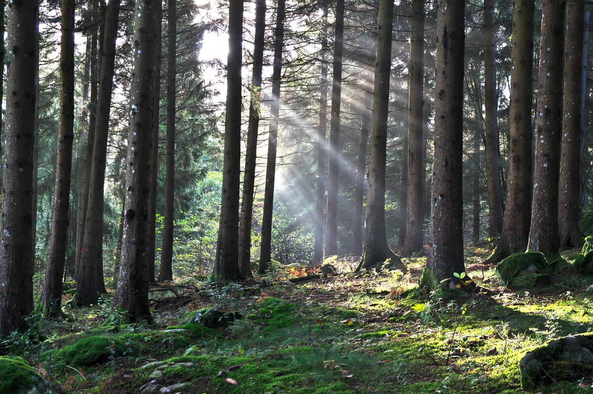 Солнечные лучи пробиваются сквозь деревья леса