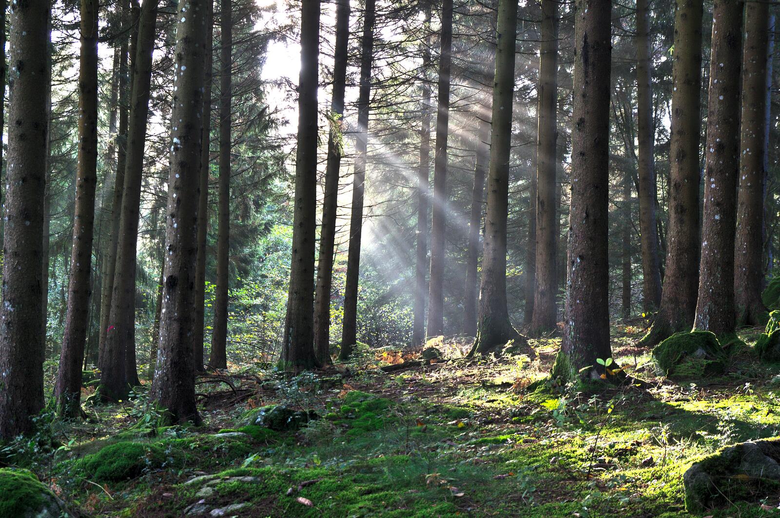 Бесплатное фото Солнечные лучи пробиваются сквозь деревья леса