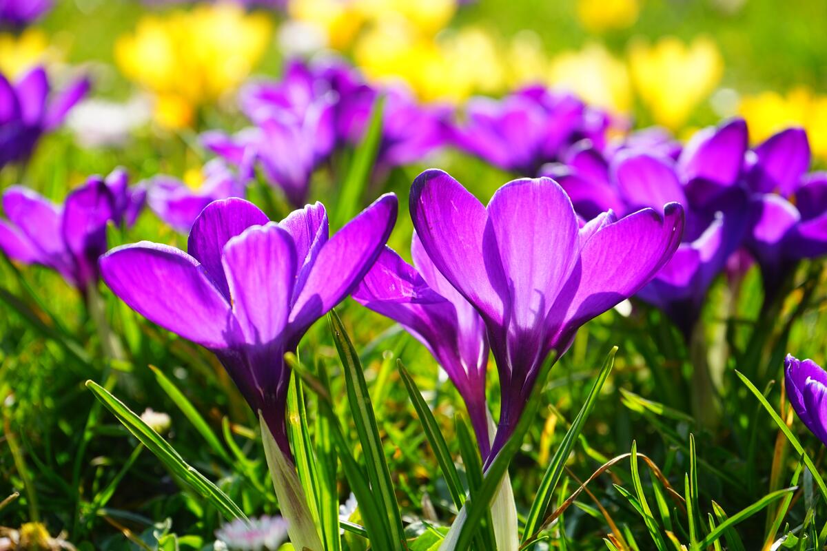 Фиолетовые полевые цветы на зеленой траве