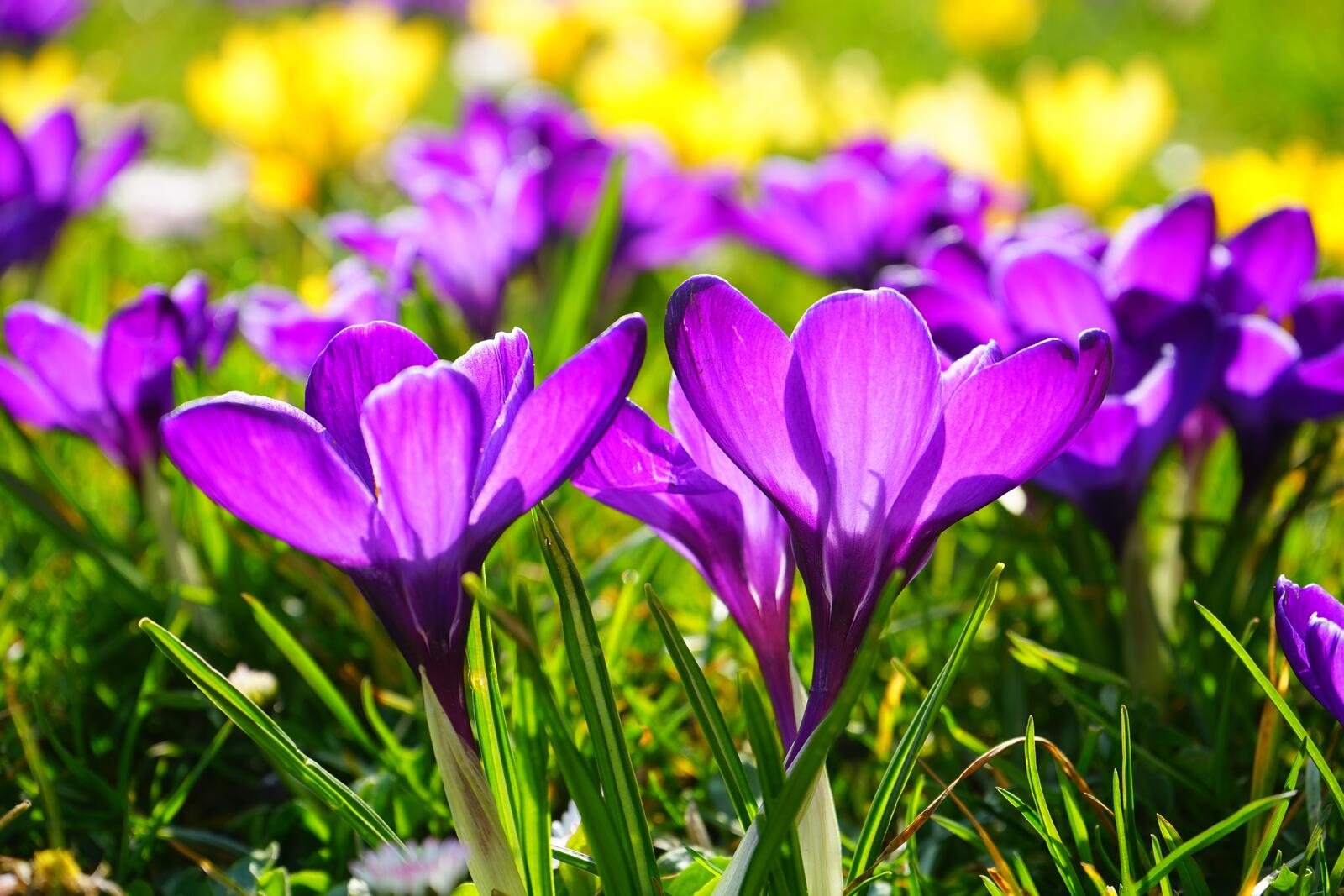 Бесплатное фото Фиолетовые полевые цветы на зеленой траве
