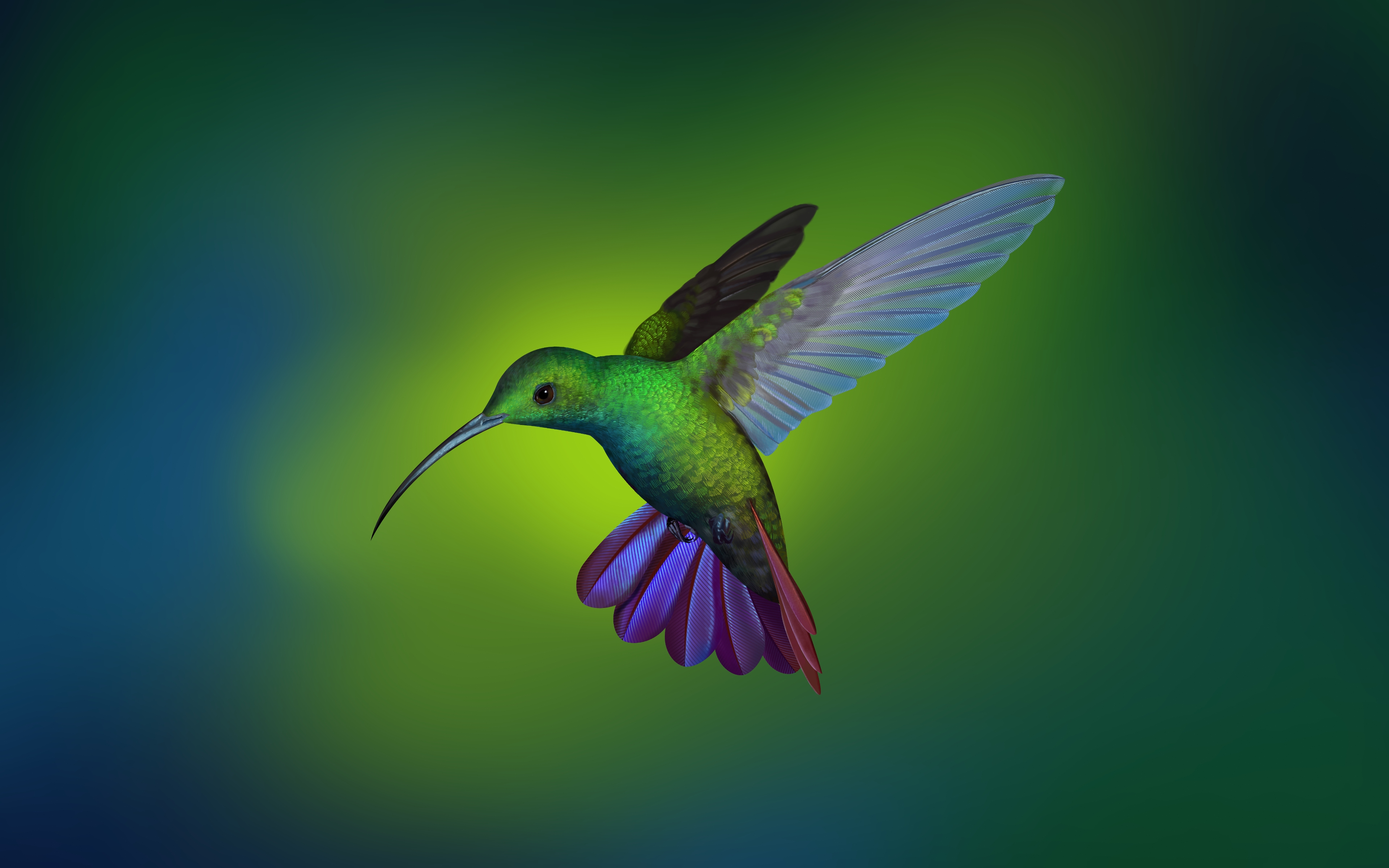 Photo free boke, birds, wallpaper hummingbird