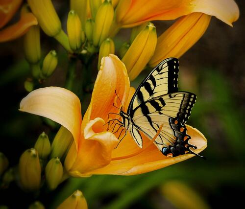 A butterfly with yellow wings on a yellow flower