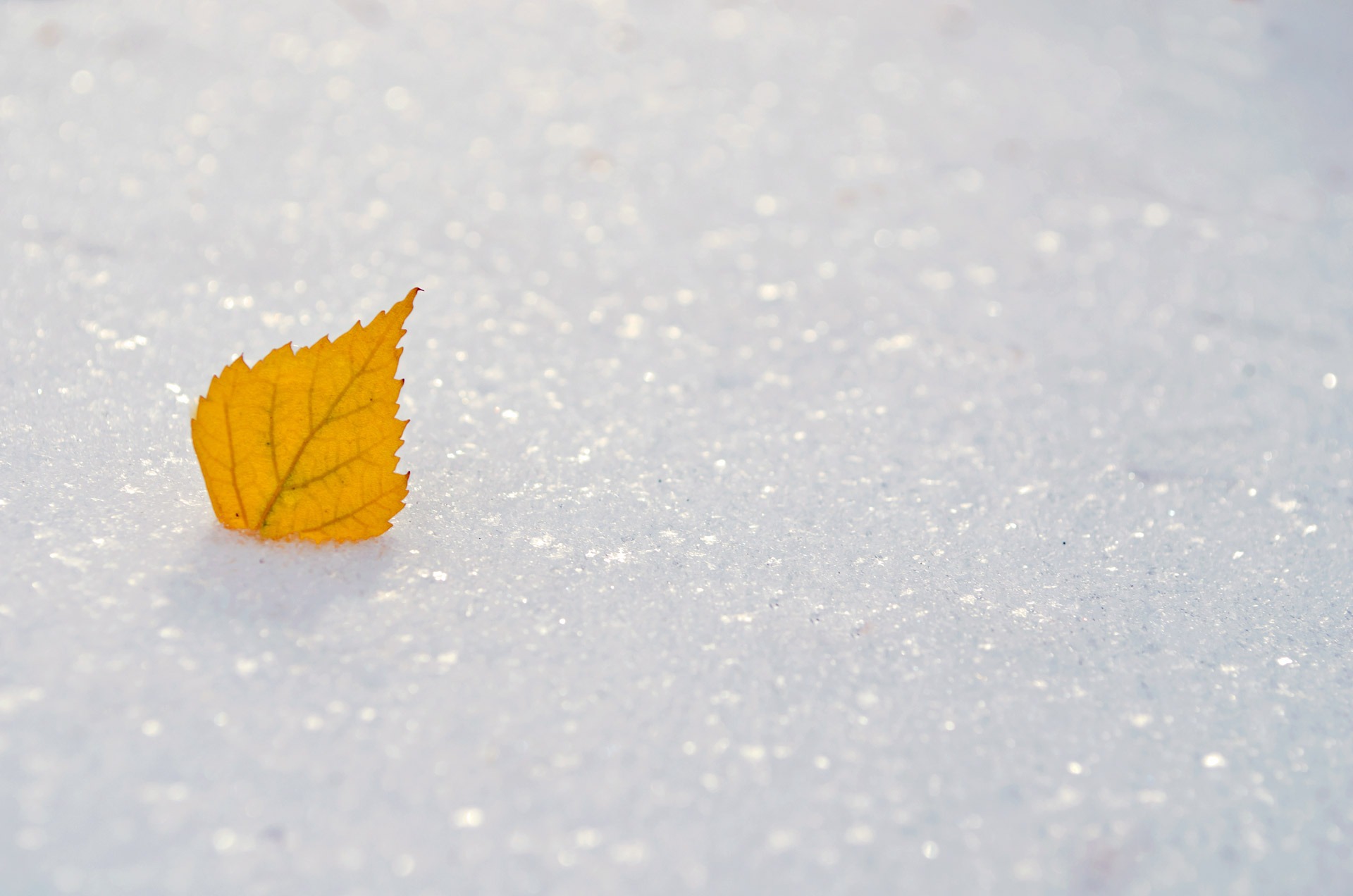 雪中的一片黄叶