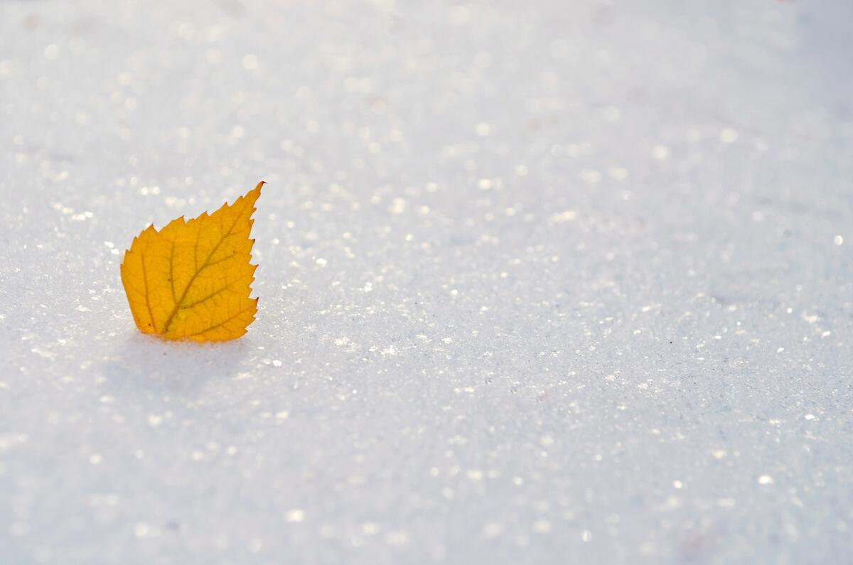 Желтый листик в снегу