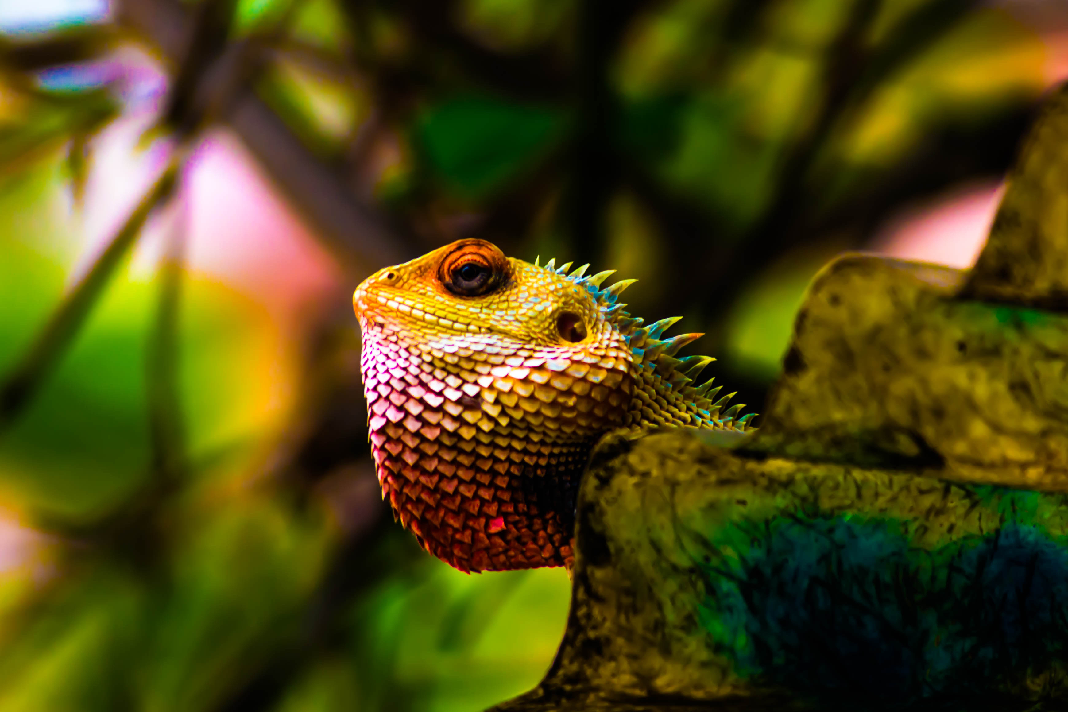 A beautiful chameleon looks at the photographer
