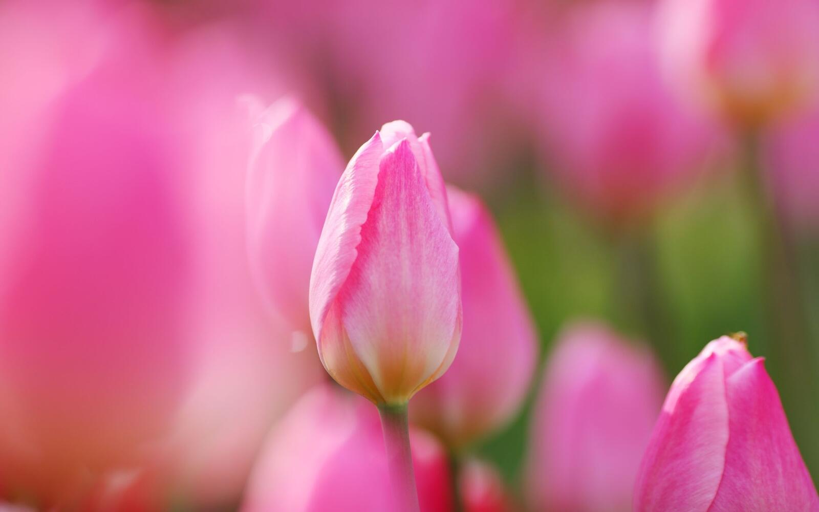 Free photo An unopened pink tulip