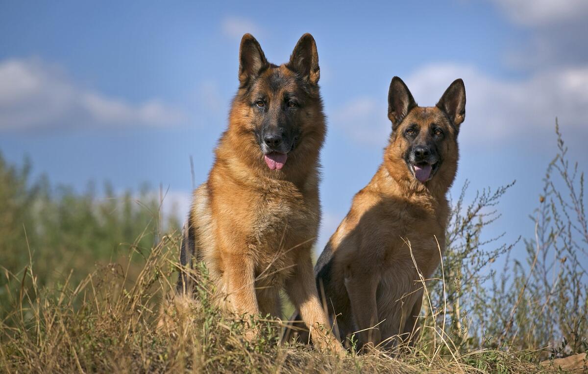 Two German Shepherds looking into the distance.