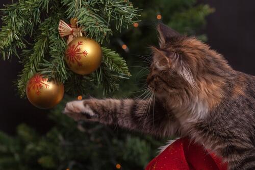 A cat playing with Christmas toys