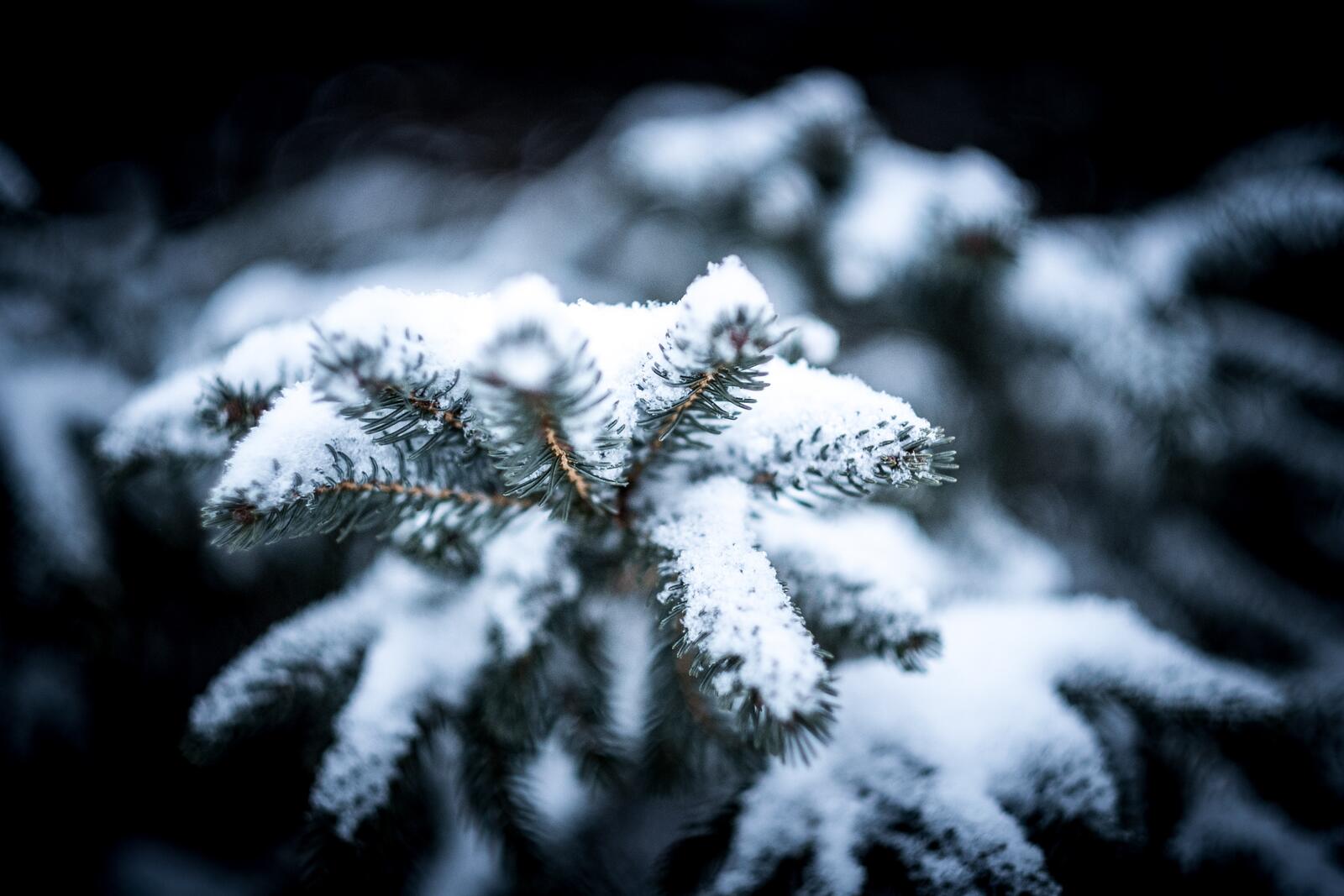 Бесплатное фото Иголочки ветви ели в снегу крупным планом