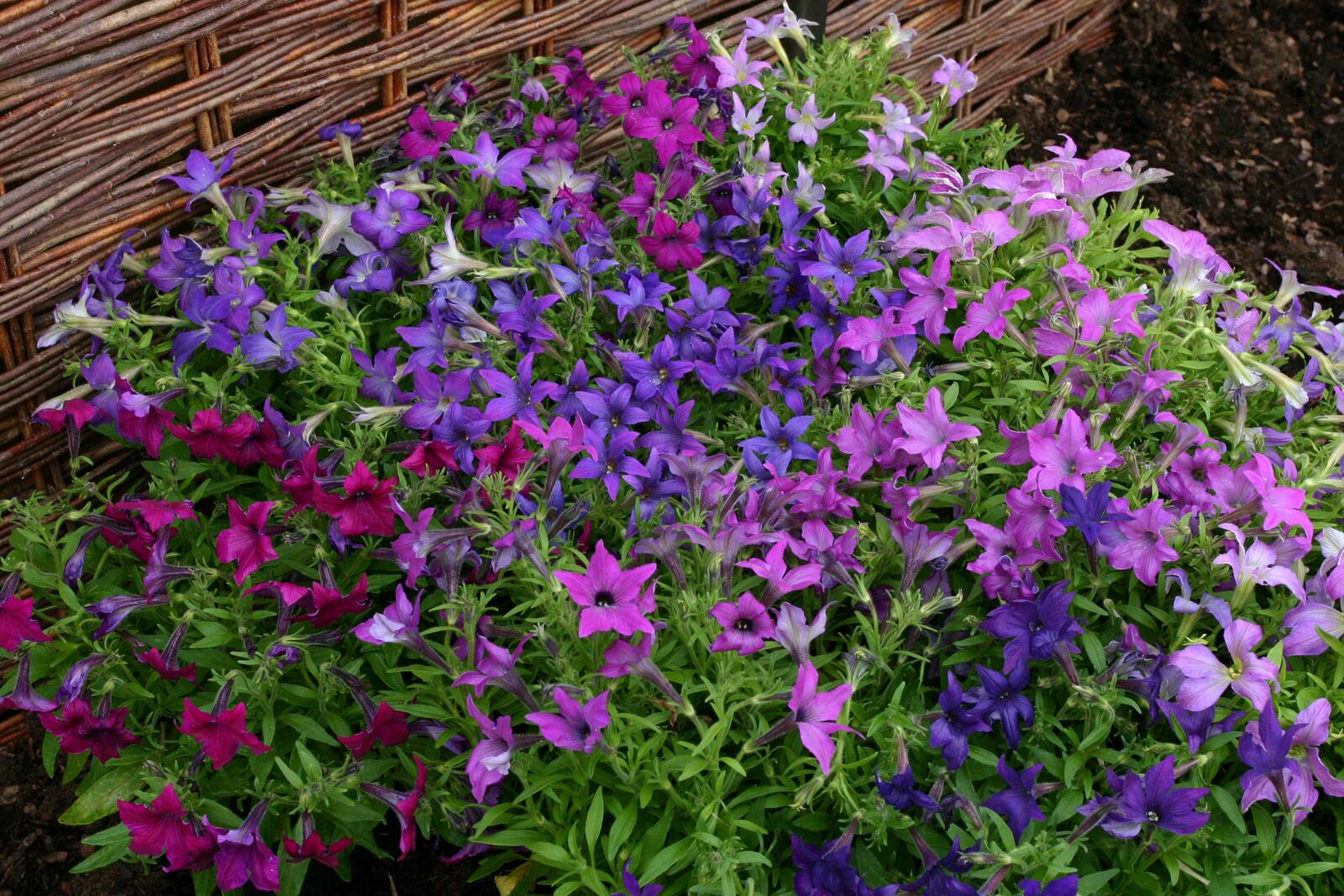 Бесплатное фото Маленькие фиолетовые цветы