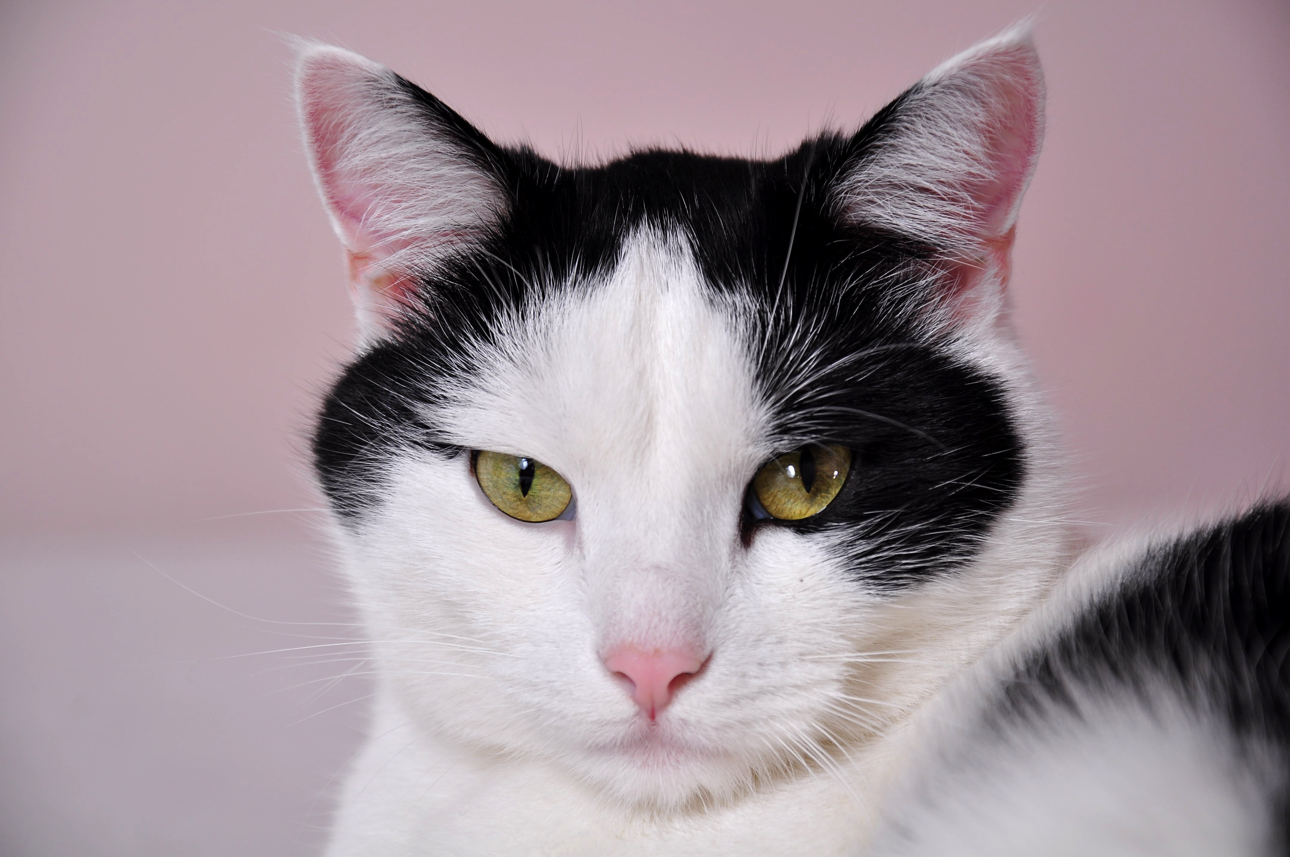 A black and white cat with green eyes.