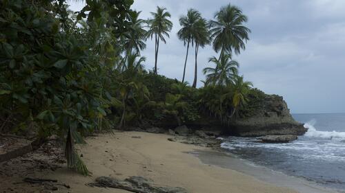 Пасмурный день на пляже с пальмами