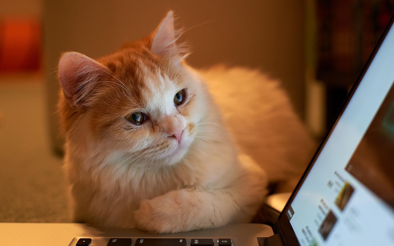 桌面上的壁纸猫 鼻子 笔记本电脑