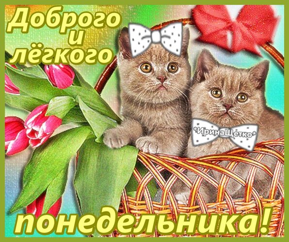 一张以祝您有一个美好而轻松的星期一 鲜花 猫咪为主题的明信片