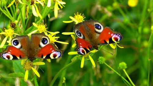 Two butterflies with beautifully colored wings sit on the grass
