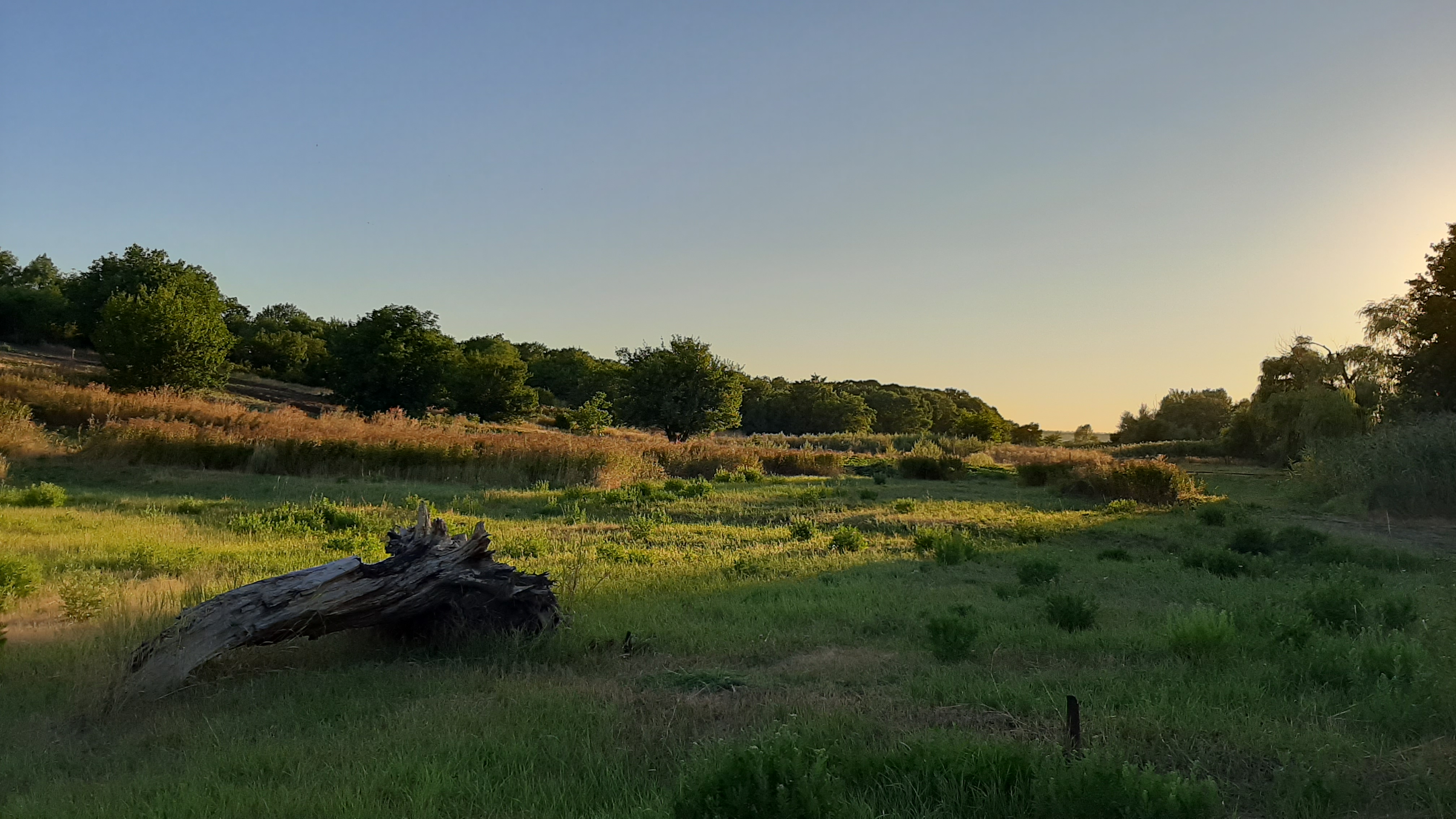 免费照片黎明时分的绿色田野
