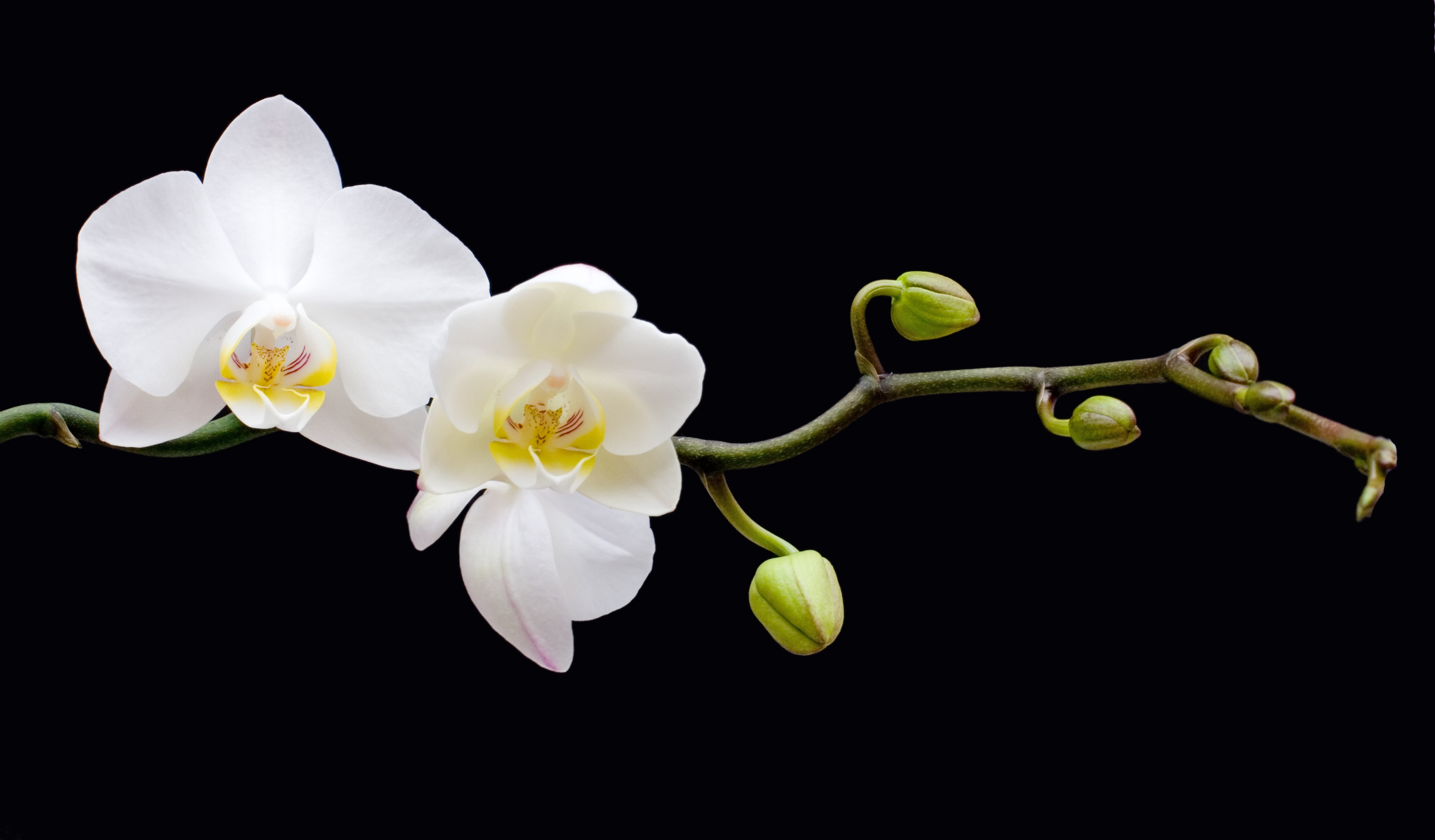 Фото бесплатно орхидеи, растения, макро