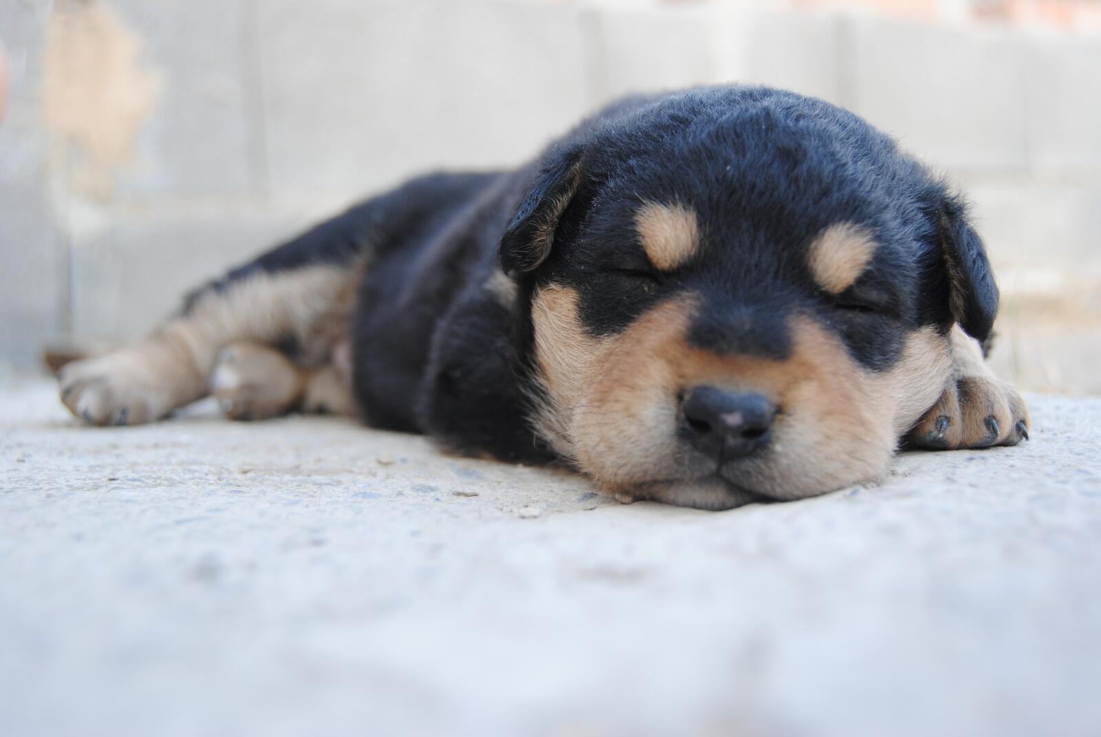 Free photo Sleeping puppy wallpaper