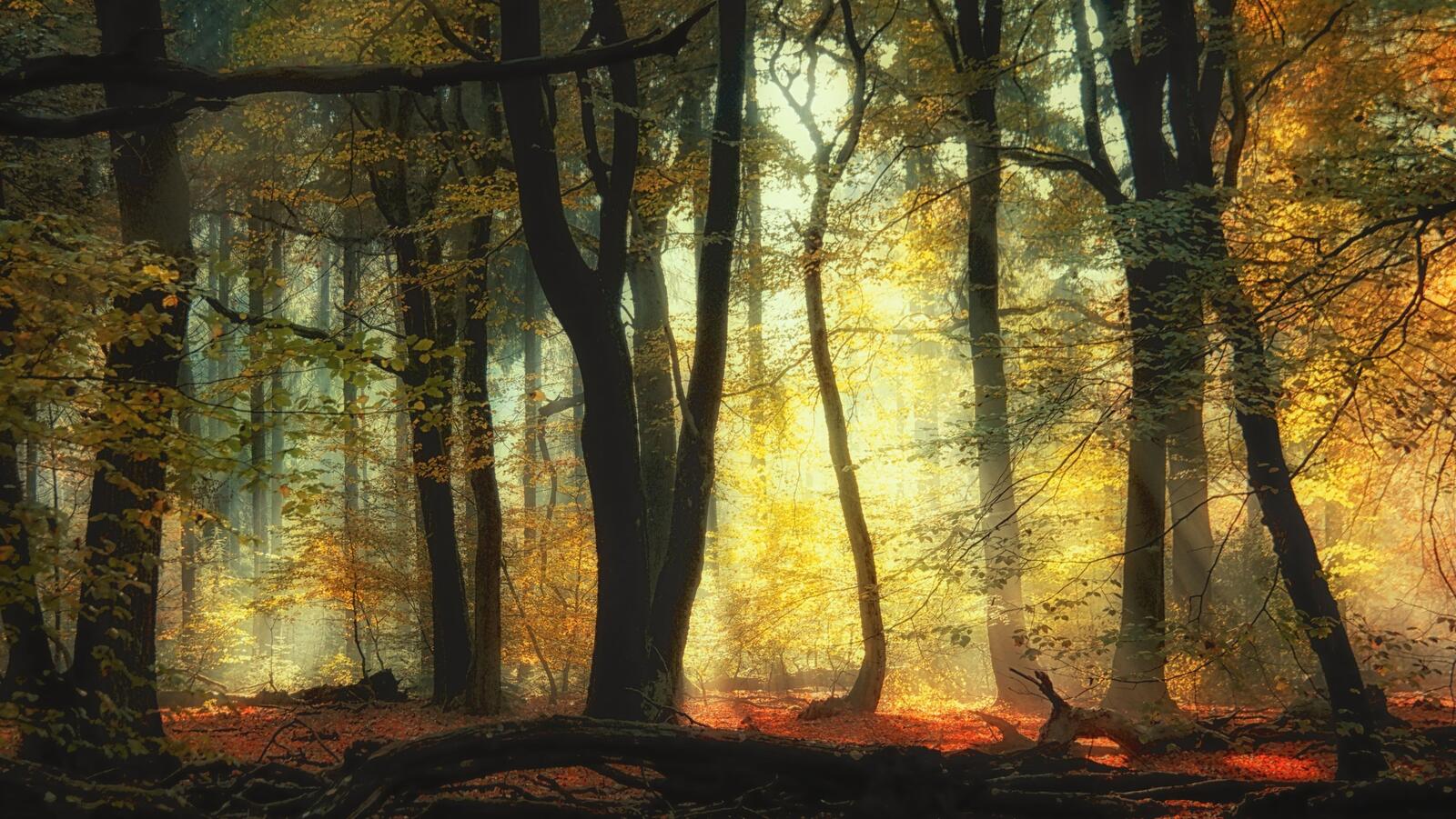 Бесплатное фото Туманный осенний лес в солнечную погоду