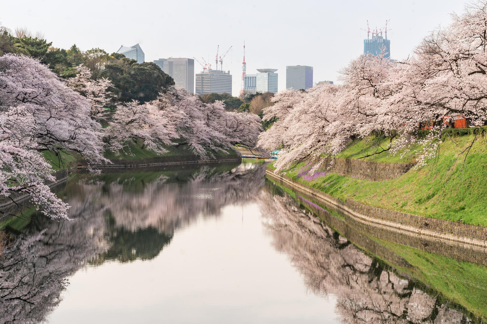 Free photo Beautiful cherry blossom trees growing along the river