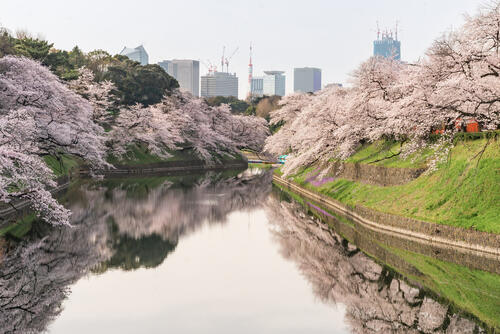 Красивые деревья цветущей сакуры растущей вдоль реки