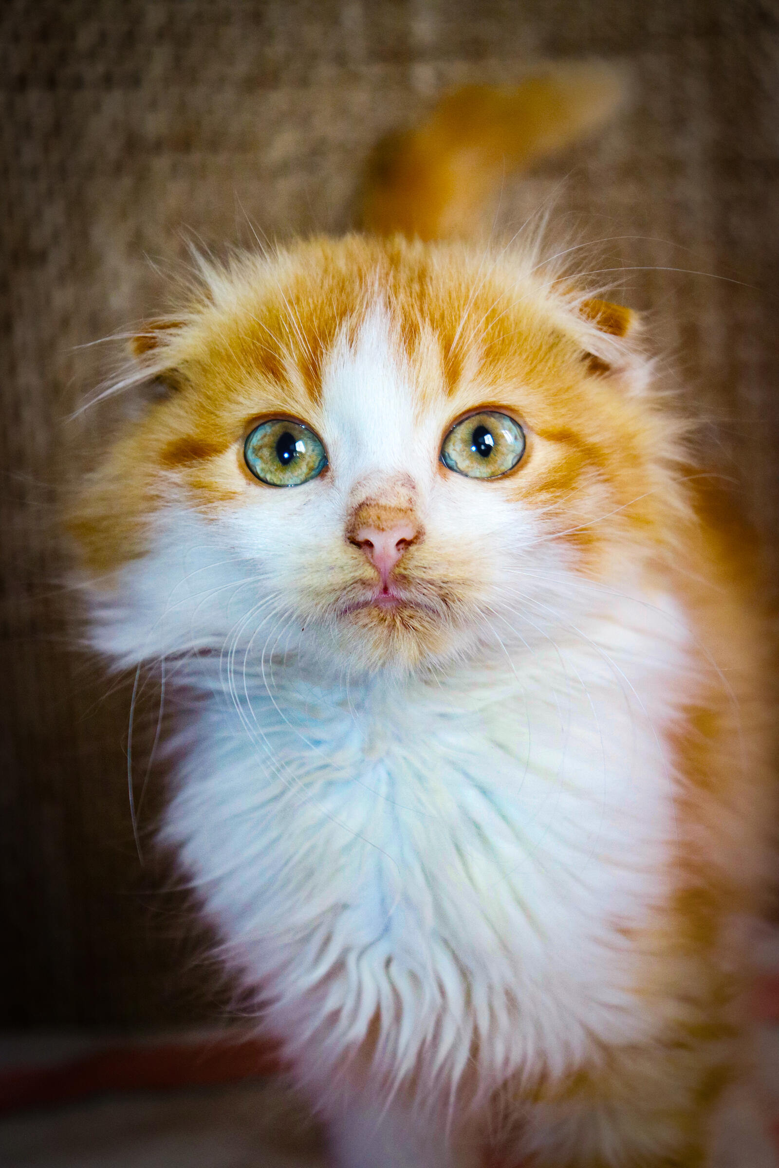 Free photo Wallpaper with cute ginger kitty.