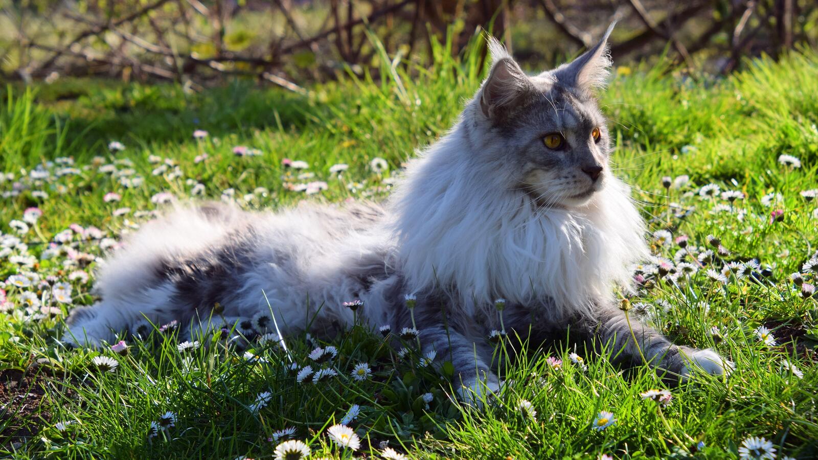 Free photo A gray Maine Coon lies on the green grass