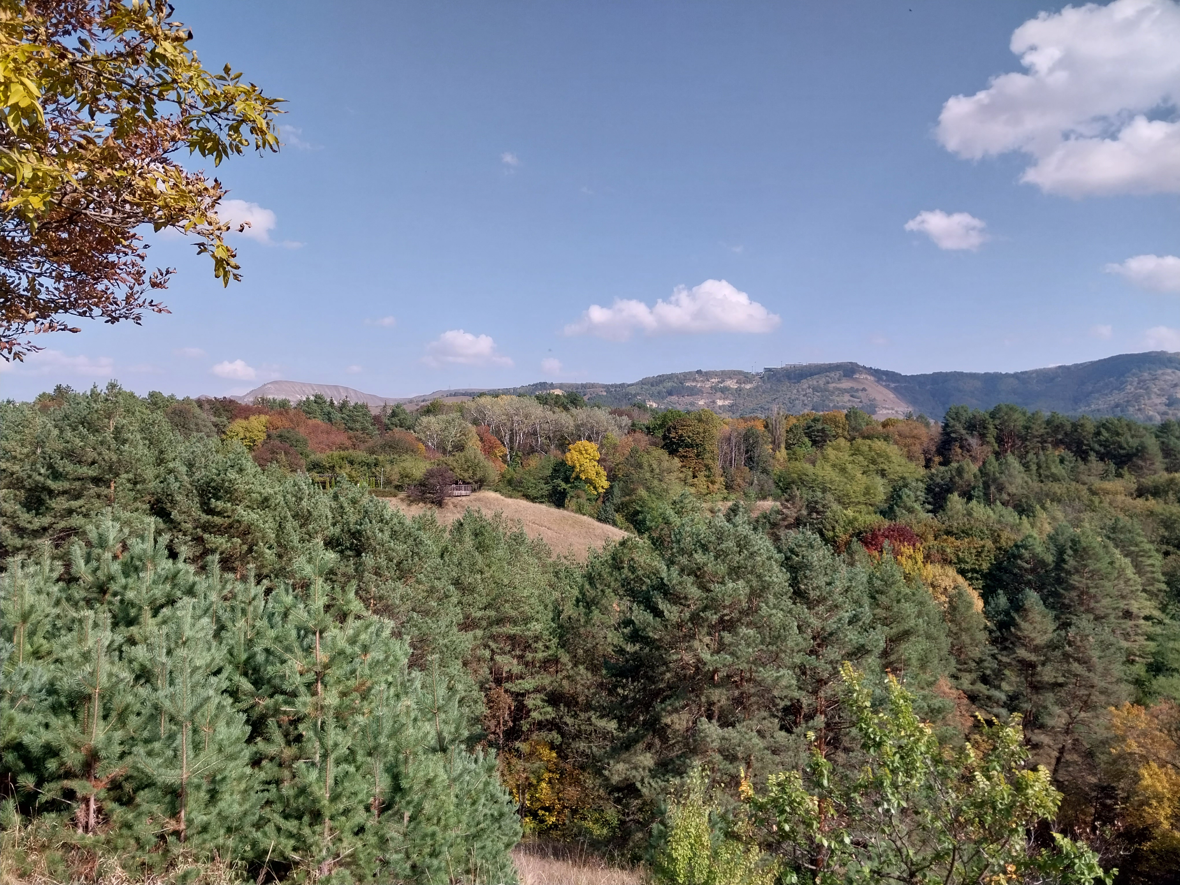 A forest landscape in October